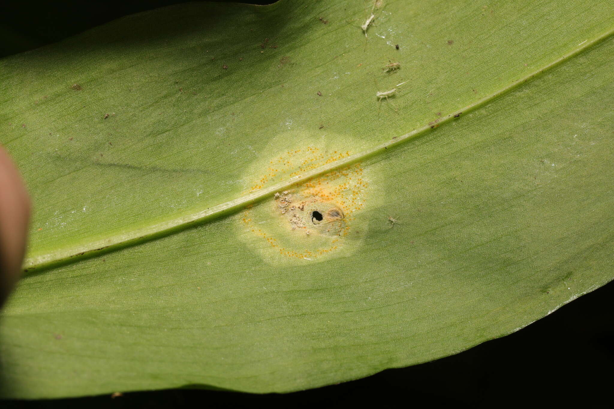 Imagem de Puccinia sessilis J. Schröt. 1870