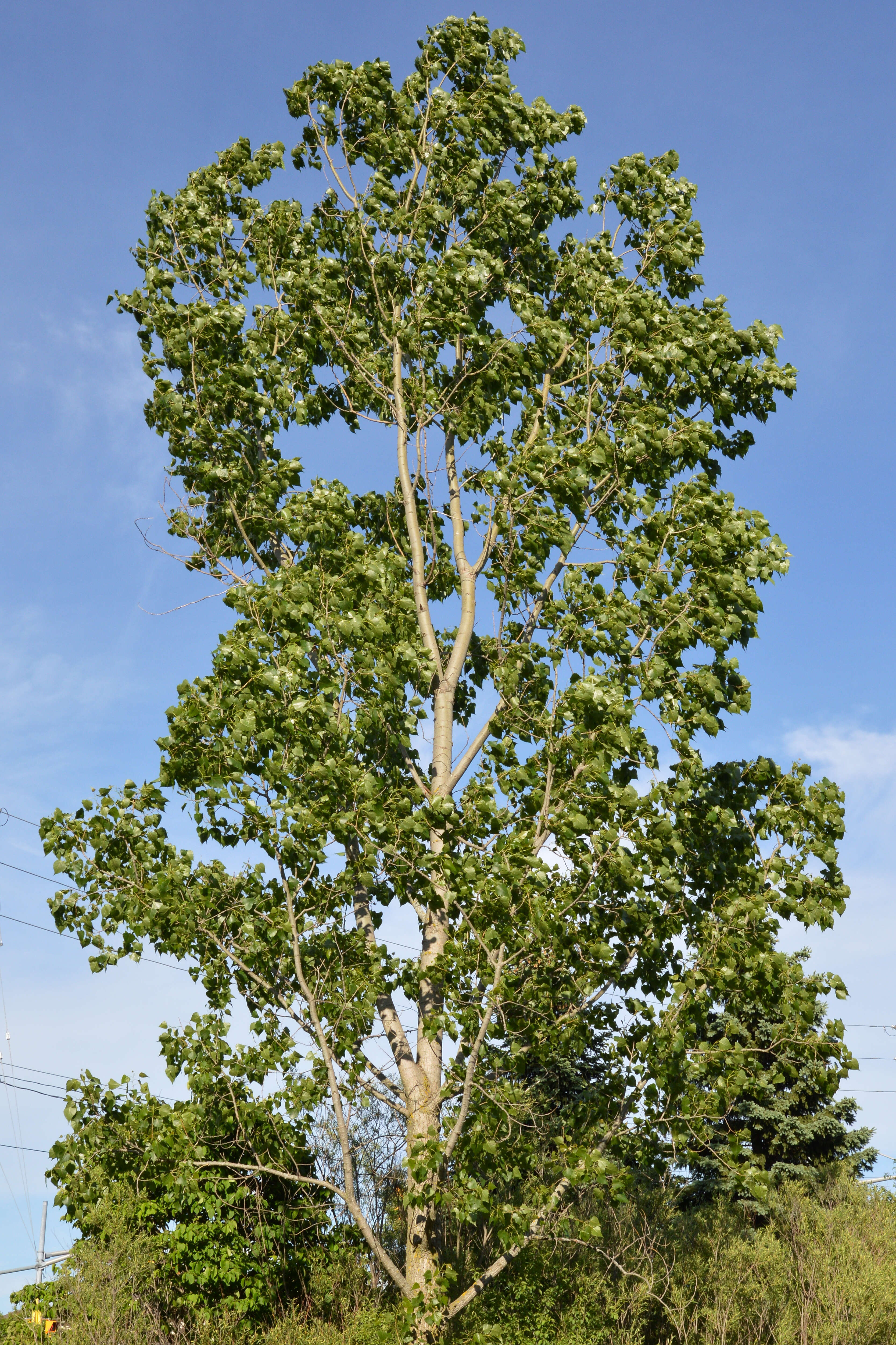 Image of eastern cottonwood