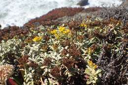 Image of seaside woolly sunflower