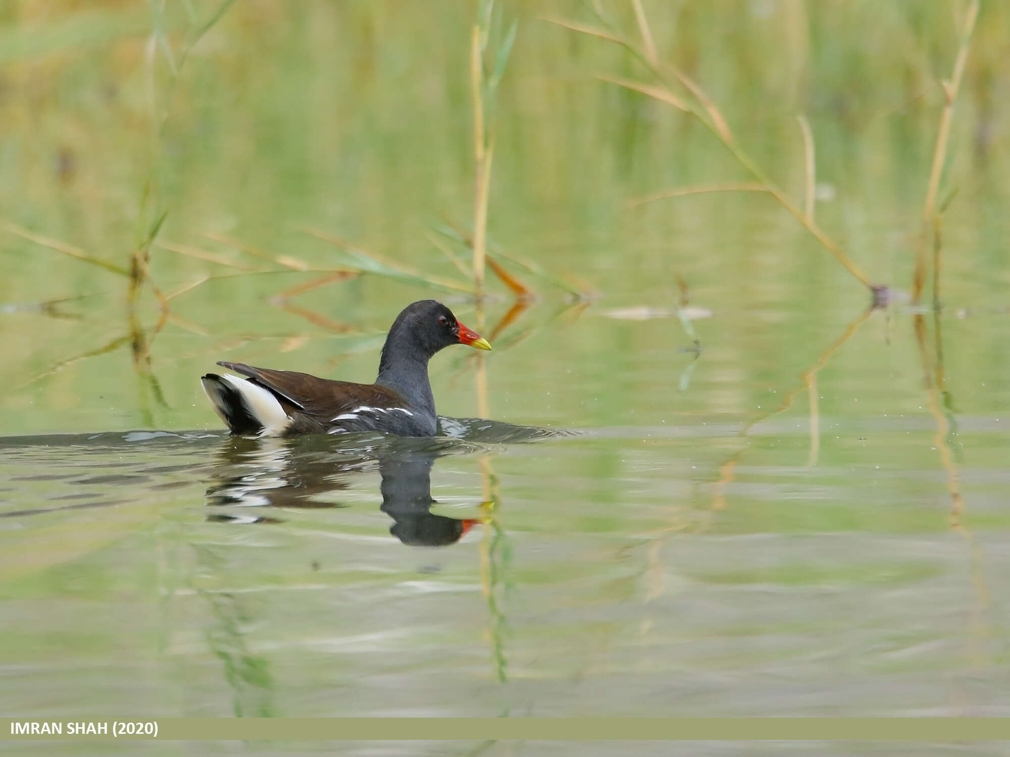 Image of Common Moorhen