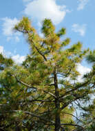 Image of Cheer pine