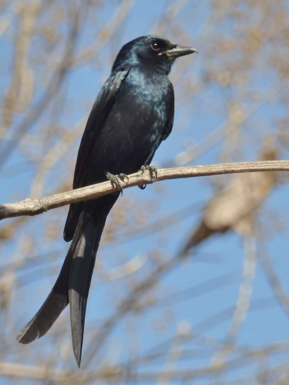 Image of Black Drongo