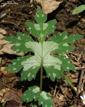 Image of bluntleaf waterleaf