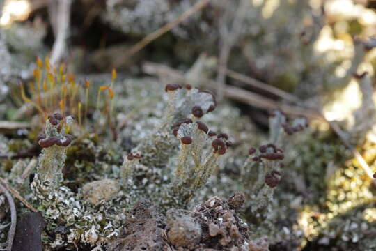 Image of cup lichen