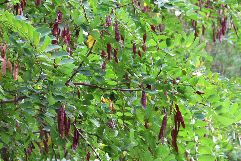 Image of black locust