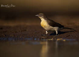 Image of Greater Honeyguide