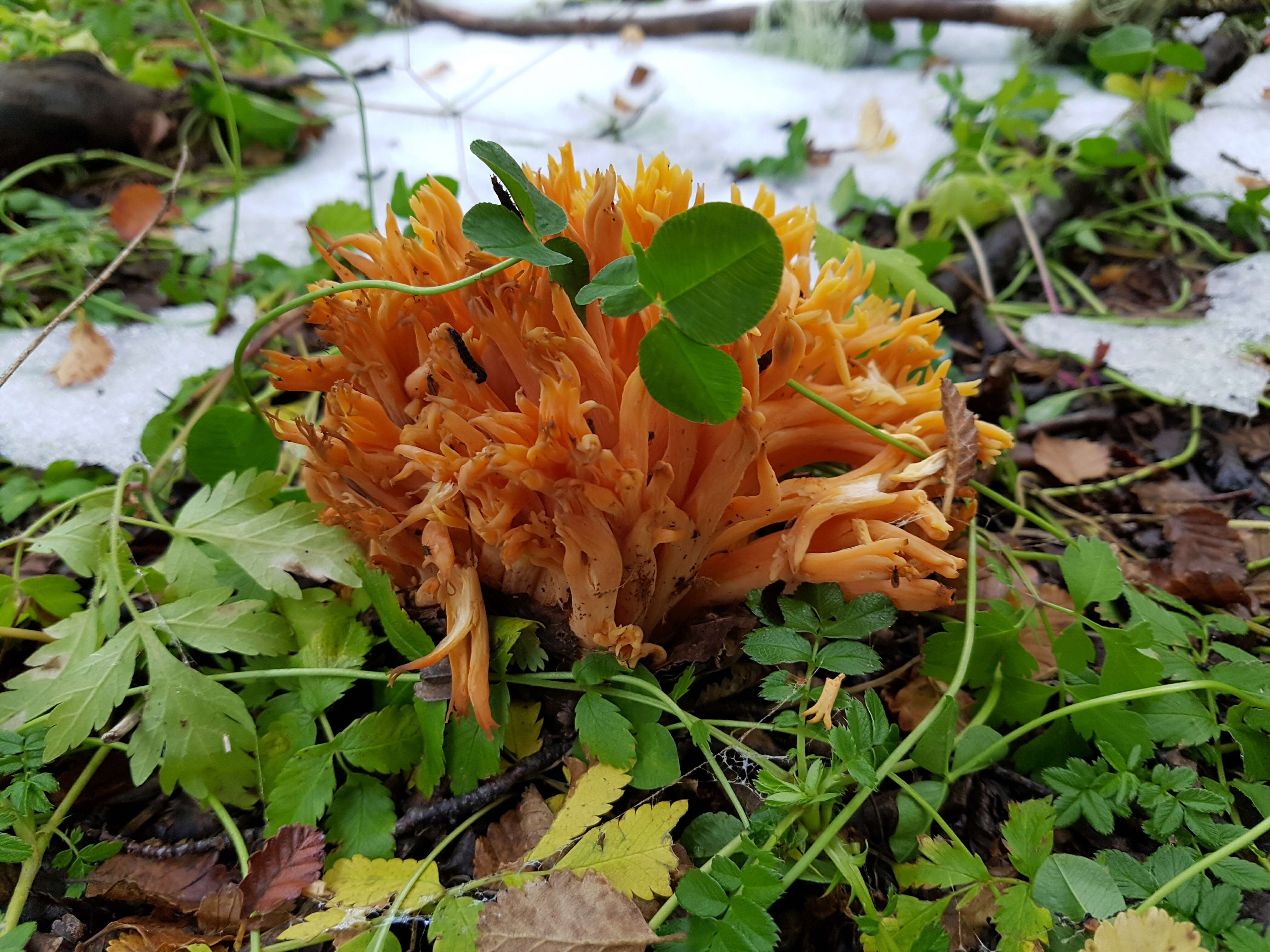 Ramaria flava (Schaeff.) Quél. 1888 resmi