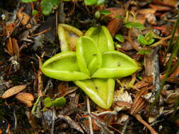 Image of Pinguicula antarctica Vahl