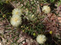 Image of juniper wattle