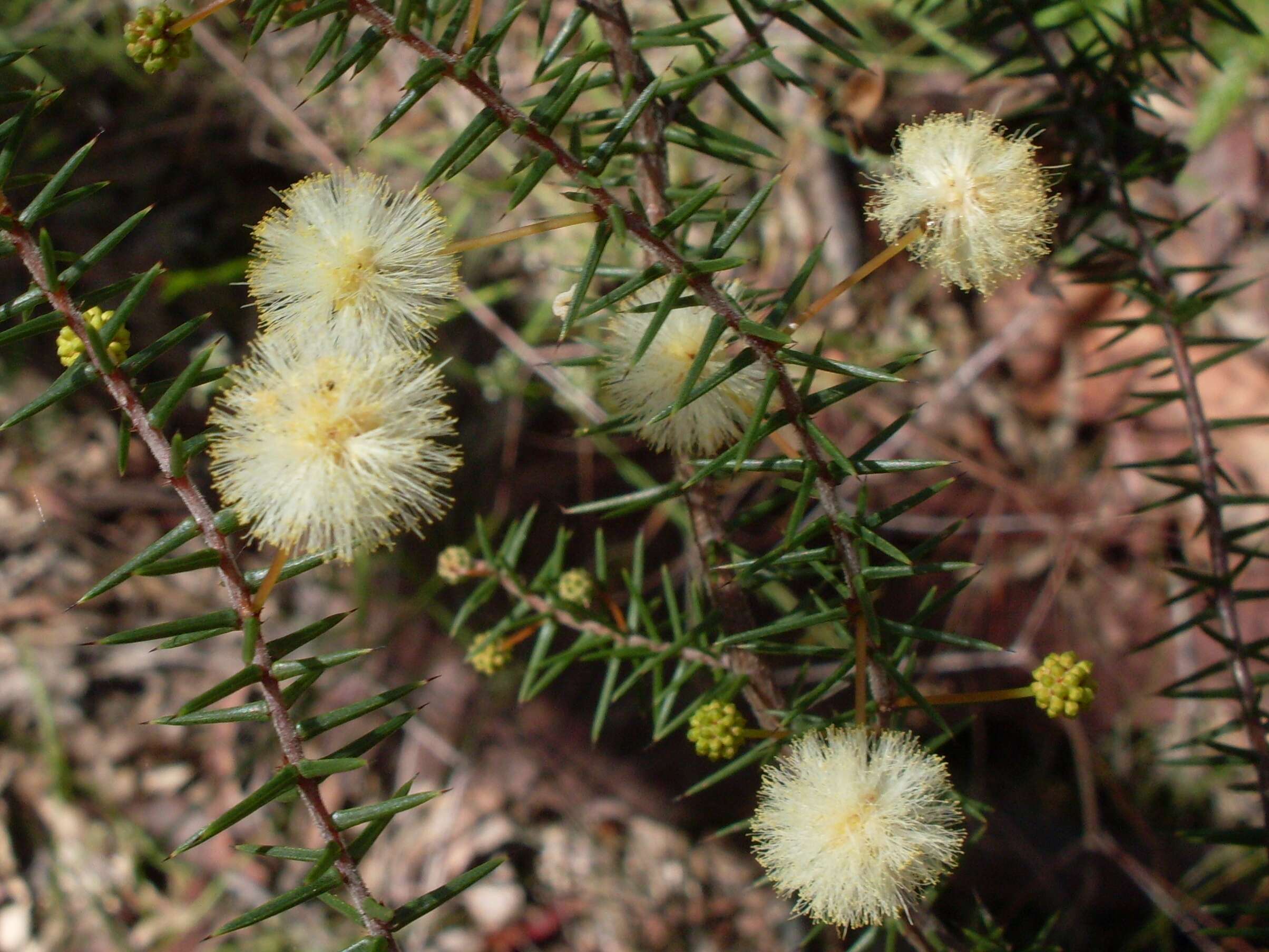 Image of juniper wattle