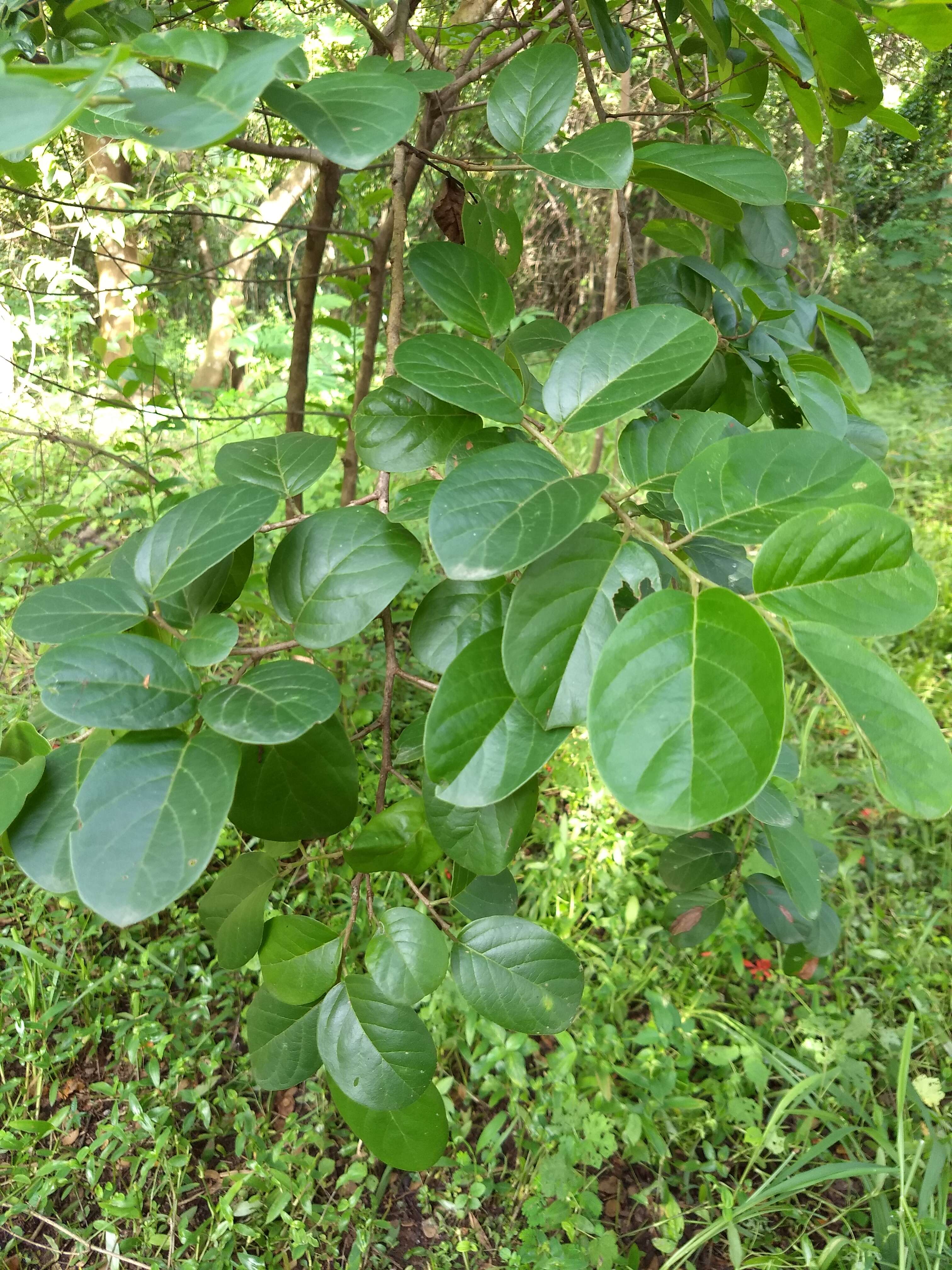 Image of Antidesma ghaesembilla Gaertn.