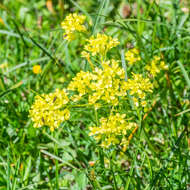 Image of Buckler Mustard