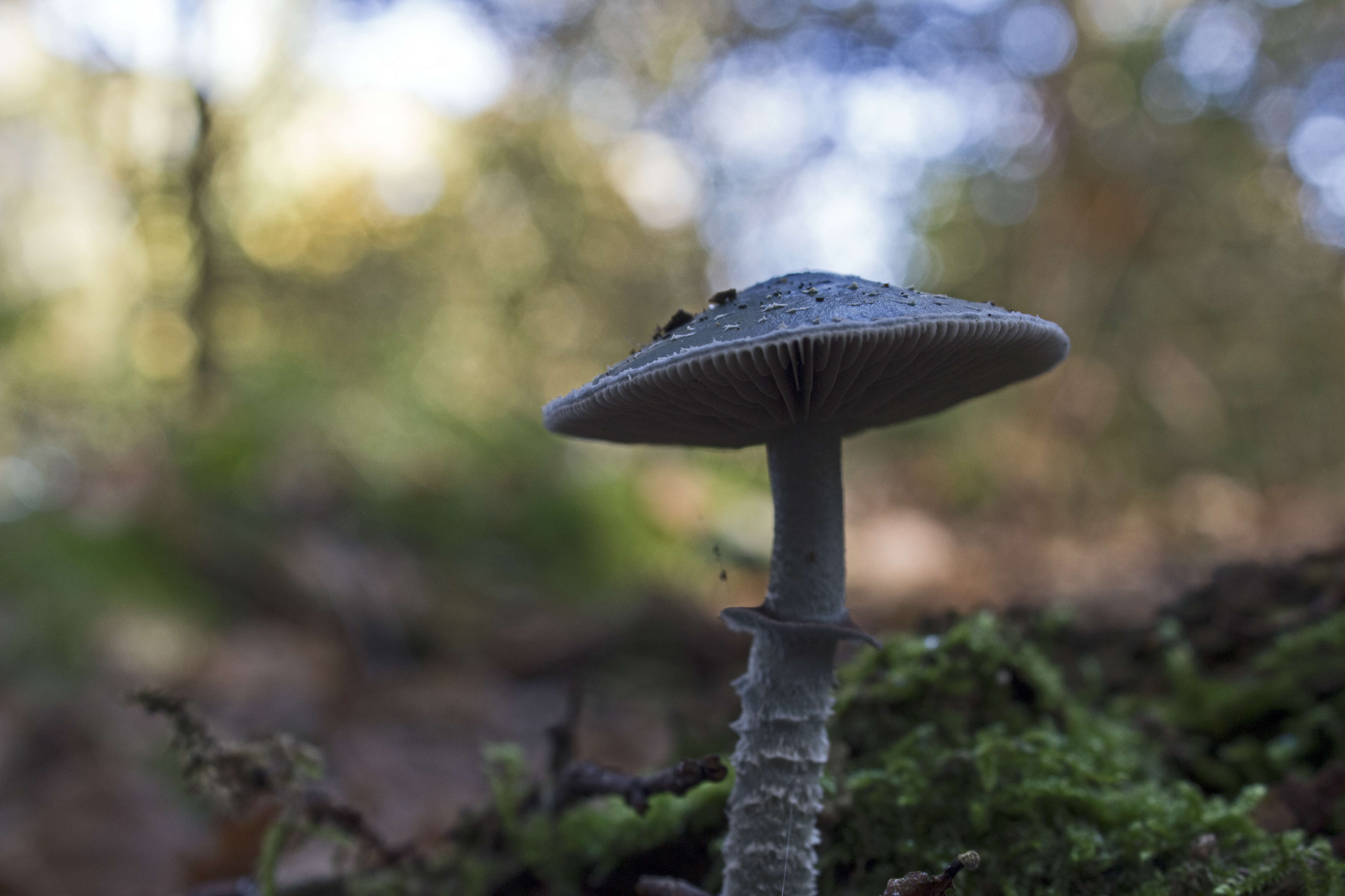 Image of verdigris agaric