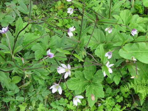 Image of <i>Anemone rivularis</i>