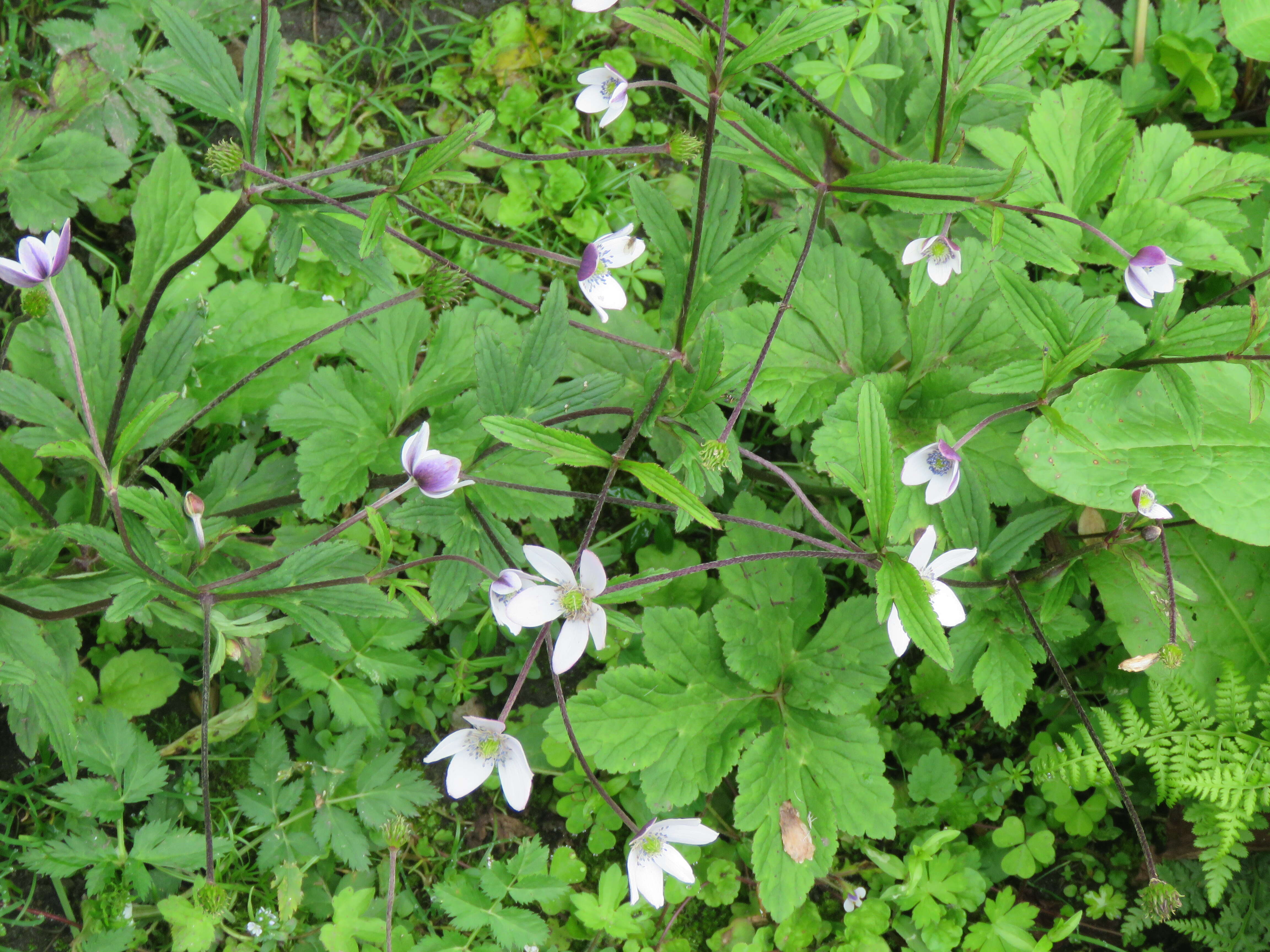 Image de <i>Anemone rivularis</i>