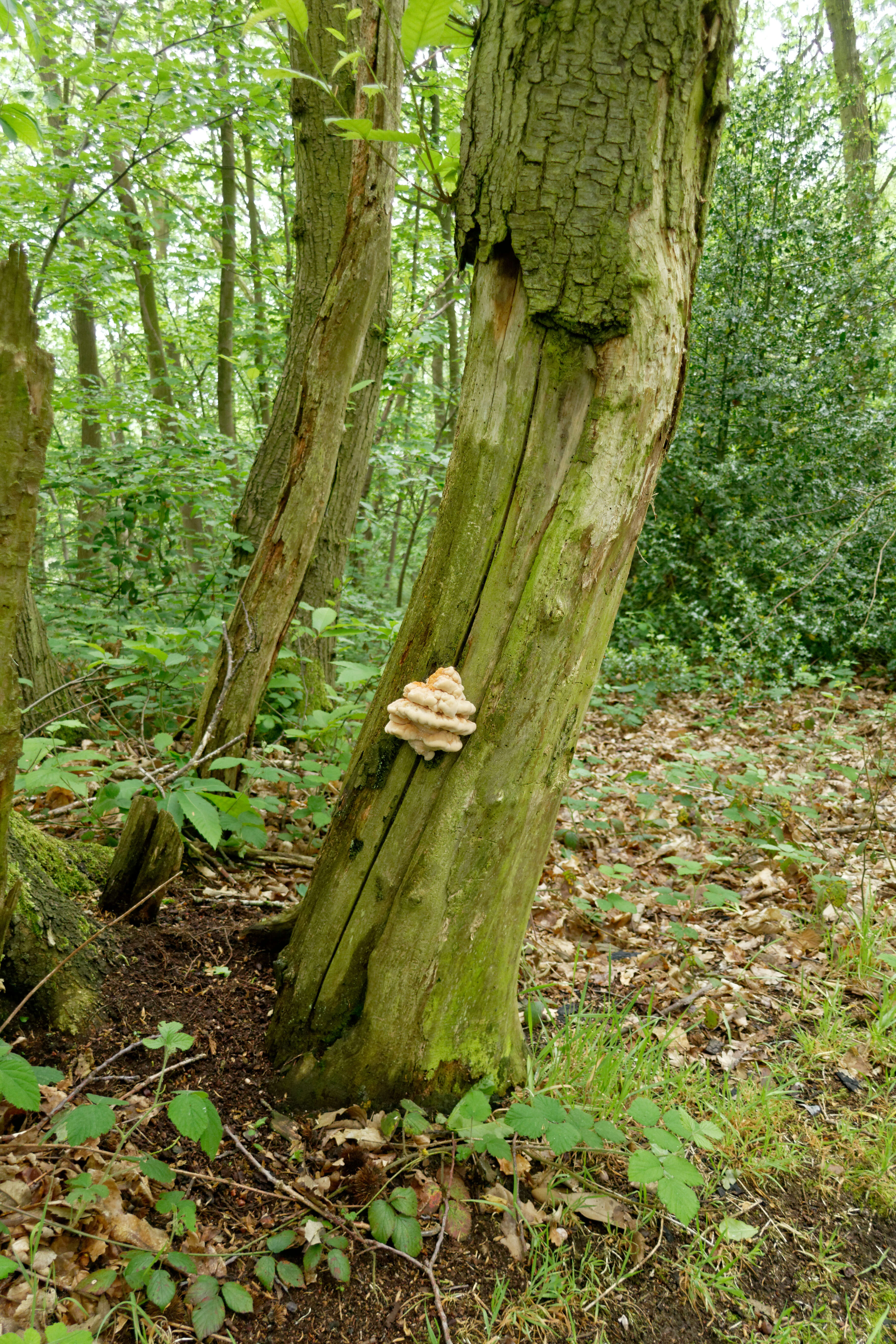 Image of Bracket Fungus