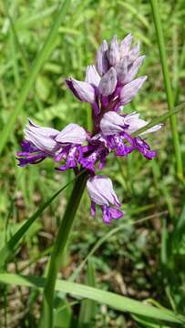 Image of Military orchid