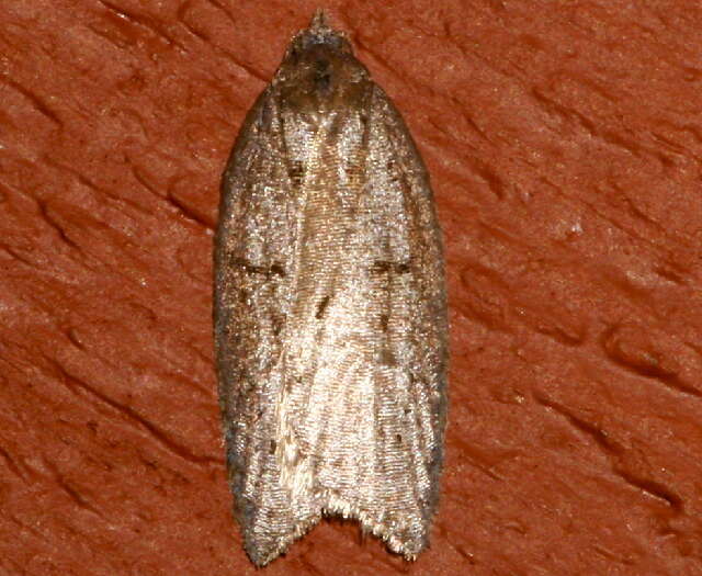 Image of Acleris bowmanana