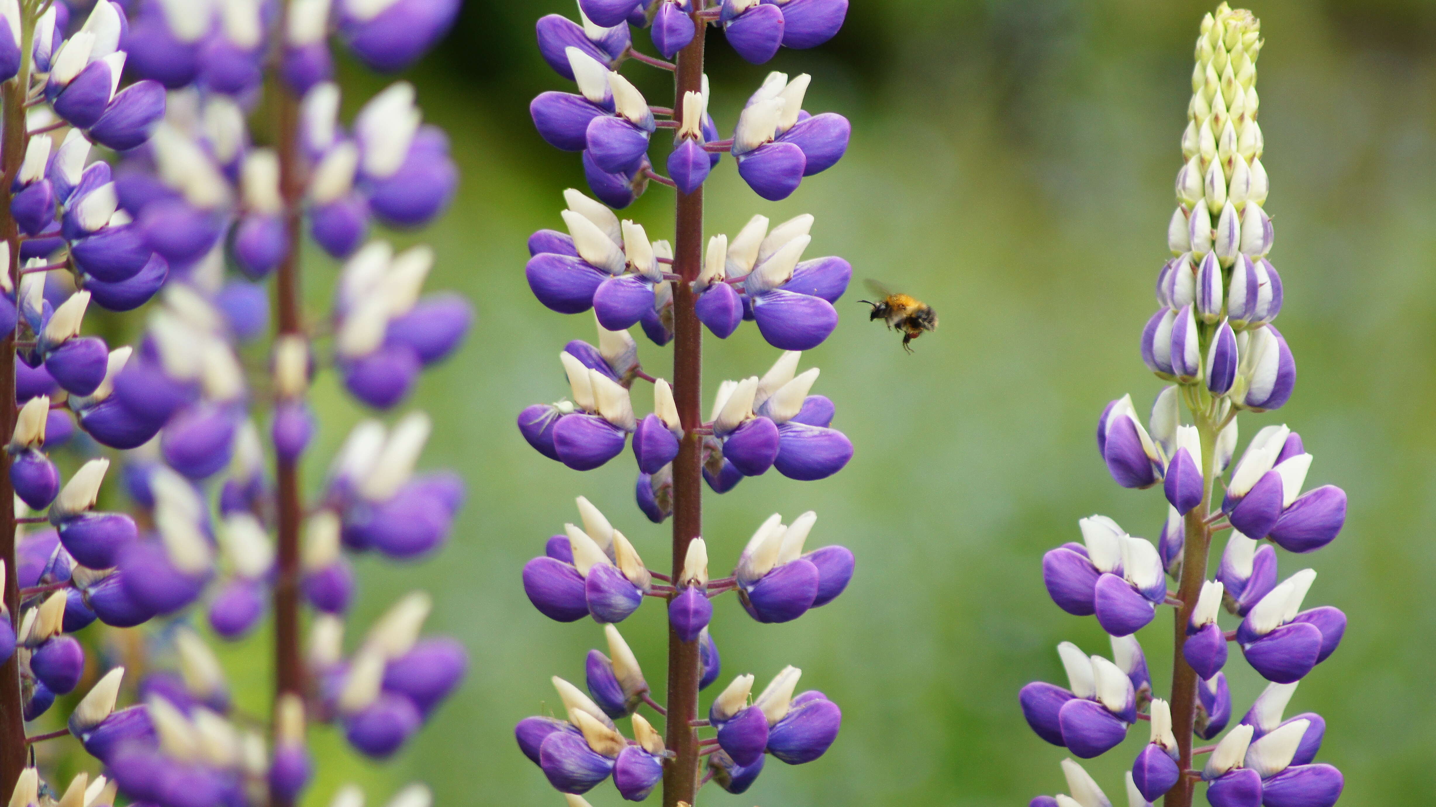 Image of narrowleaf lupine