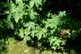 صورة Rhododendron vaseyi A. Gray