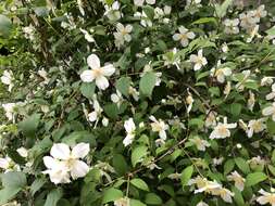 Imagem de Philadelphus coronarius L.