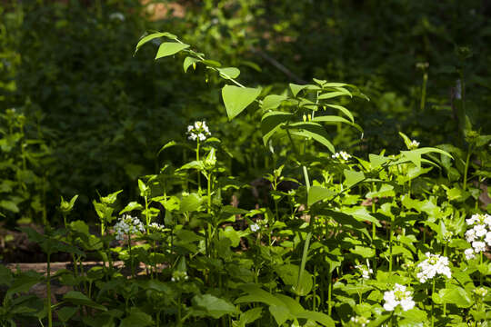 Image of claspleaf twistedstalk