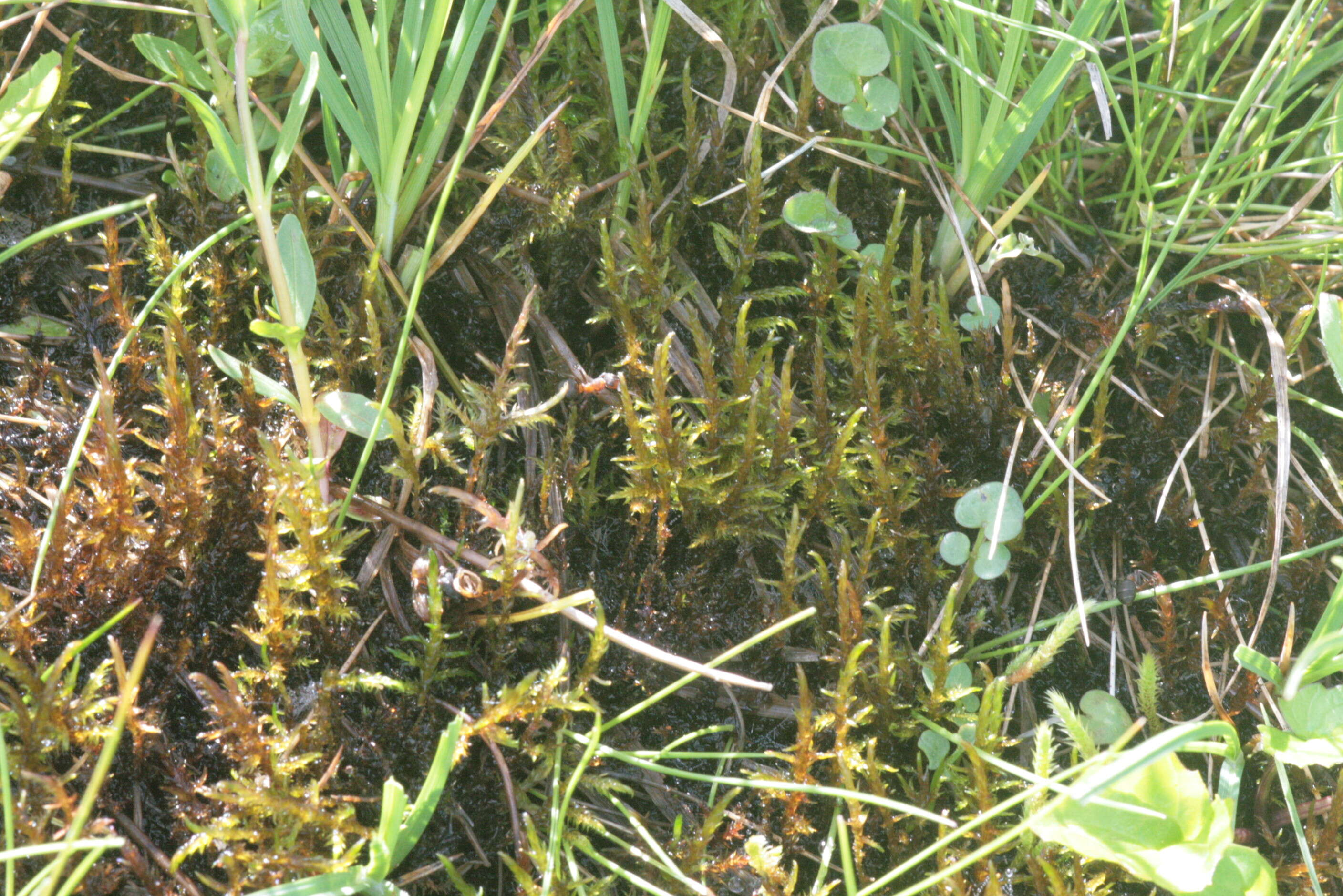 Image of hooked spring moss