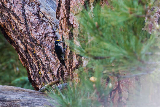 Image of Black-backed Woodpecker