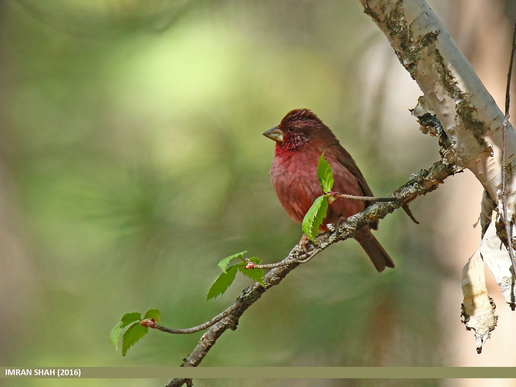 Plancia ëd Carpodacus rhodochlamys (Brandt & JF 1843)