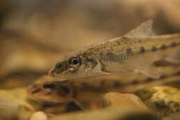 Image of Gudgeon