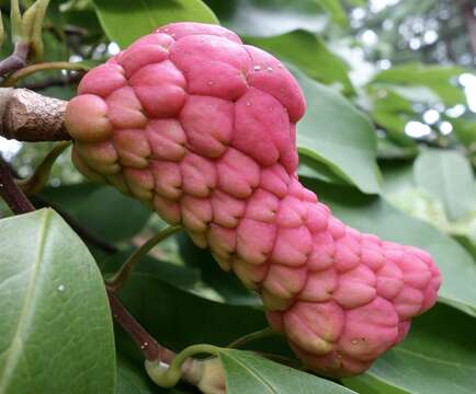 Image of Magnolia cylindrica E. H. Wilson