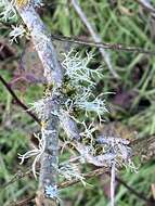 Image of farinose cartilage lichen