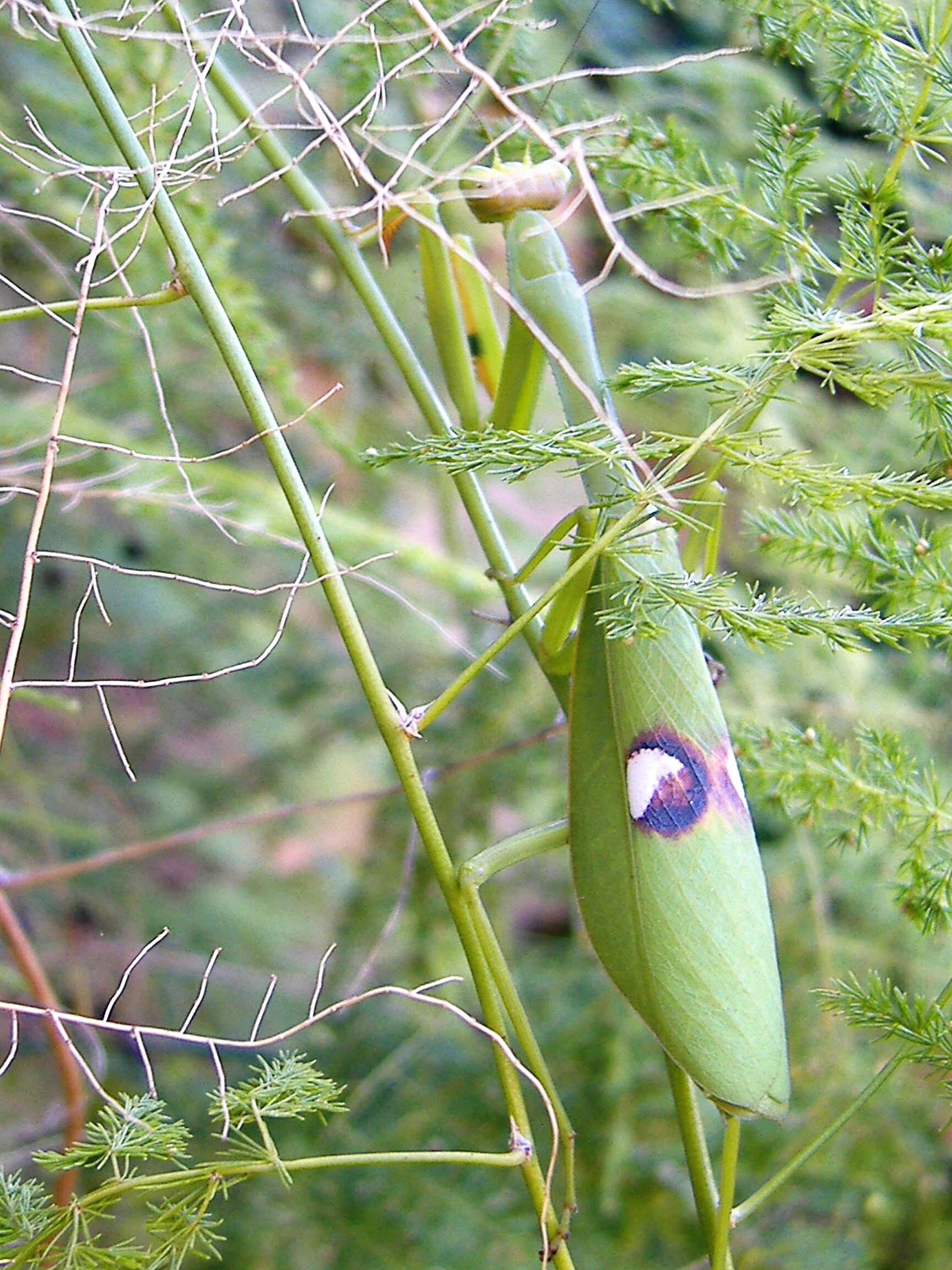 Image of Stagmatoptera