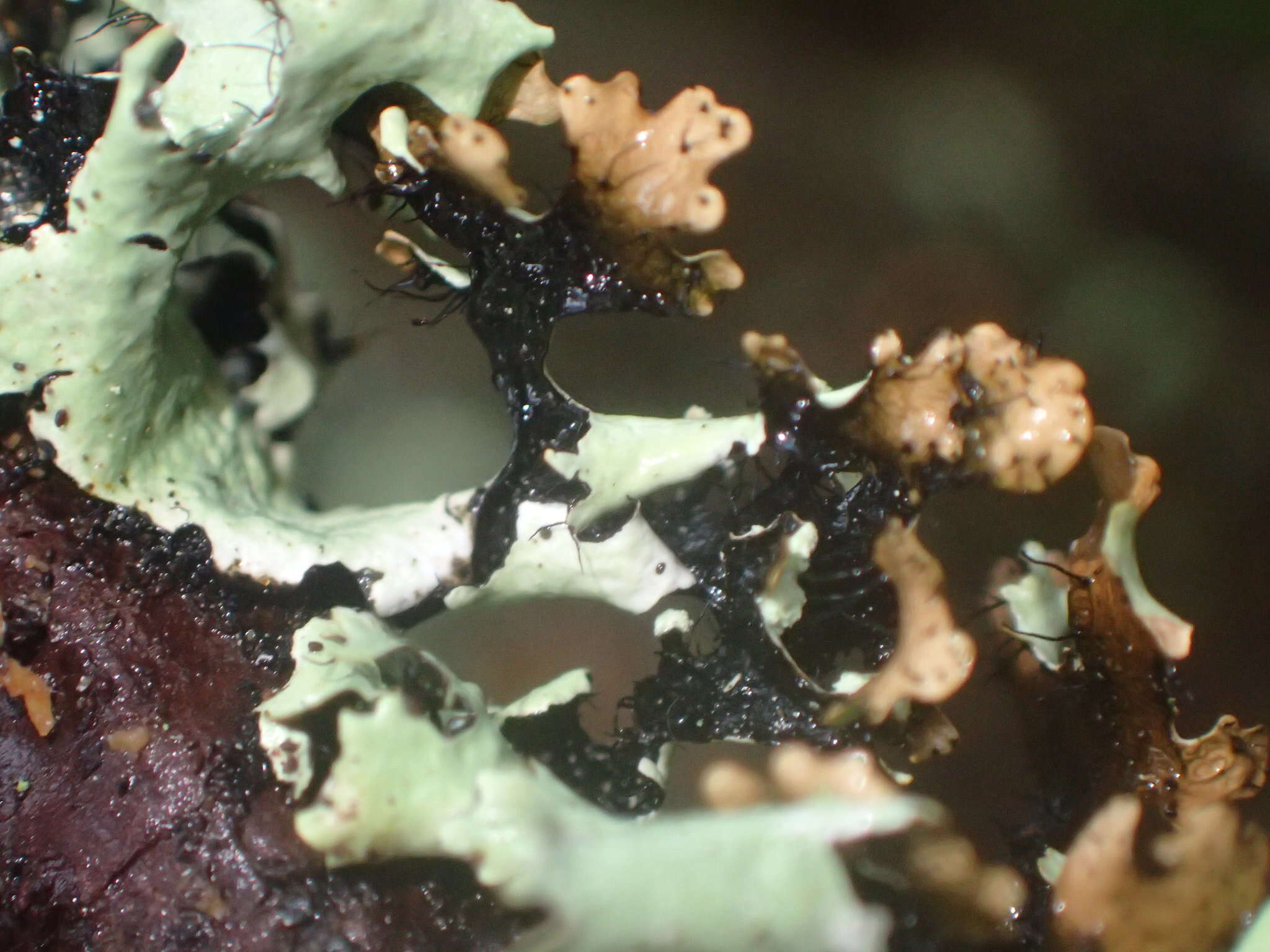 Image of Black stone flower