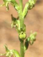 Sivun Platanthera colemanii (Rand. Morgan & Glic.) R. M. Bateman kuva