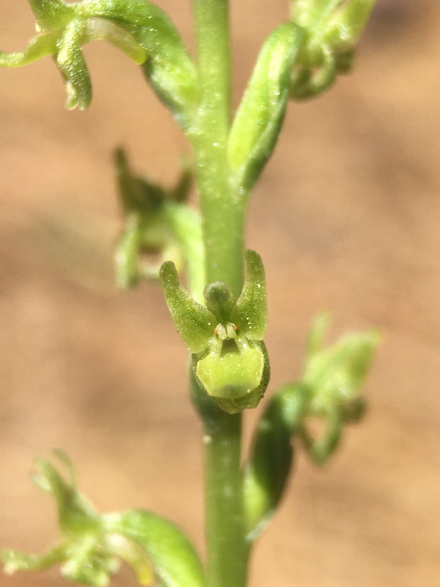 Imagem de Platanthera colemanii (Rand. Morgan & Glic.) R. M. Bateman