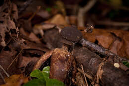 Imagem de Geastrum fornicatum (Huds.) Hook. 1821