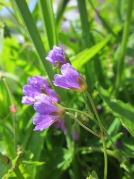 Image of hedgerow geranium