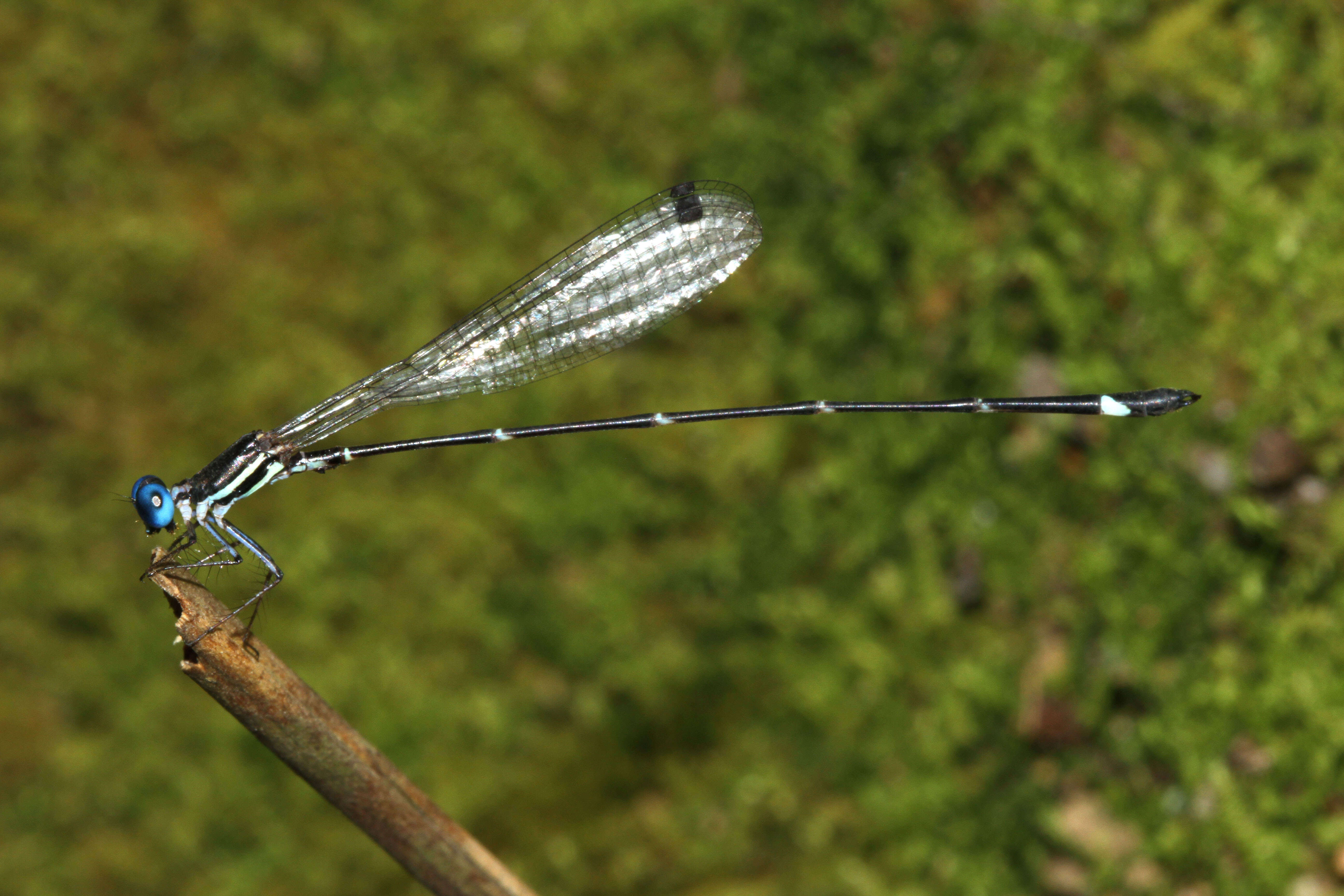 Protosticta cyanofemora resmi