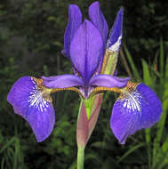 Image of Virginia iris