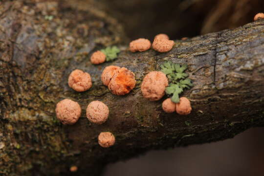 Image of Nectria cinnabarina (Tode) Fr. 1849