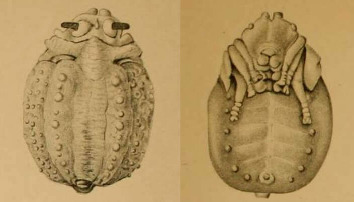 Image of Microdon analis (Macquart 1842)
