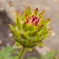 Image of cardoon