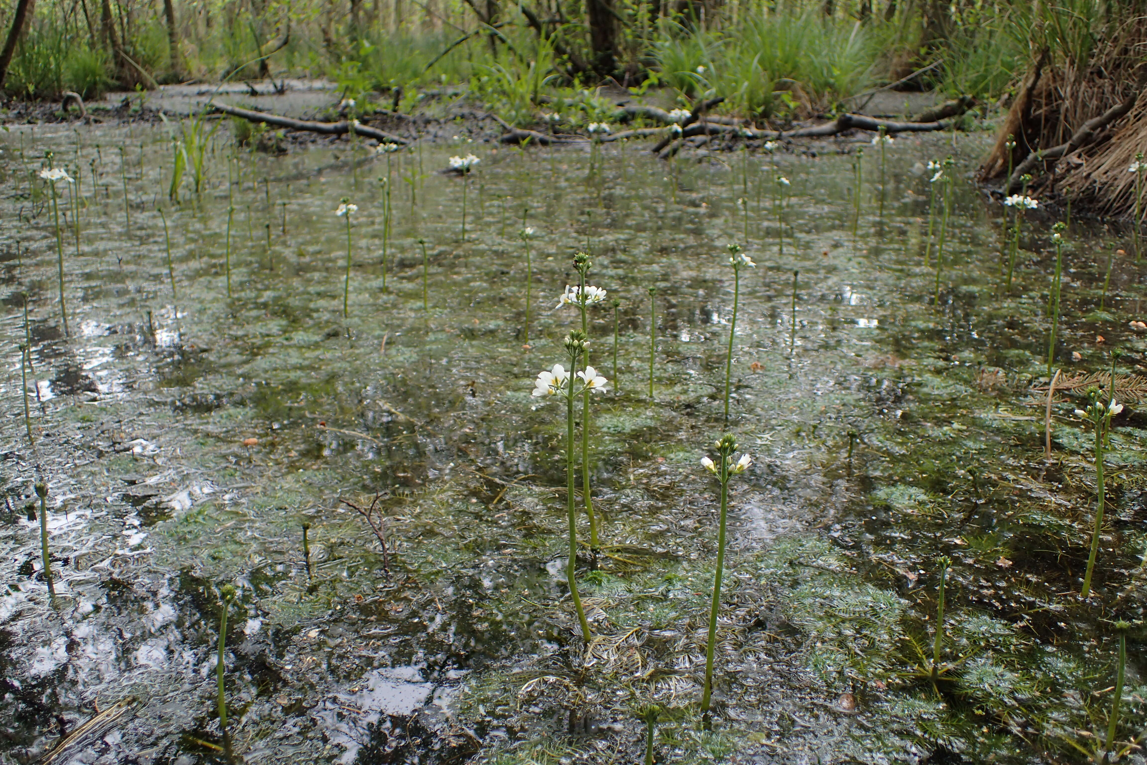 Image of Featherfoil