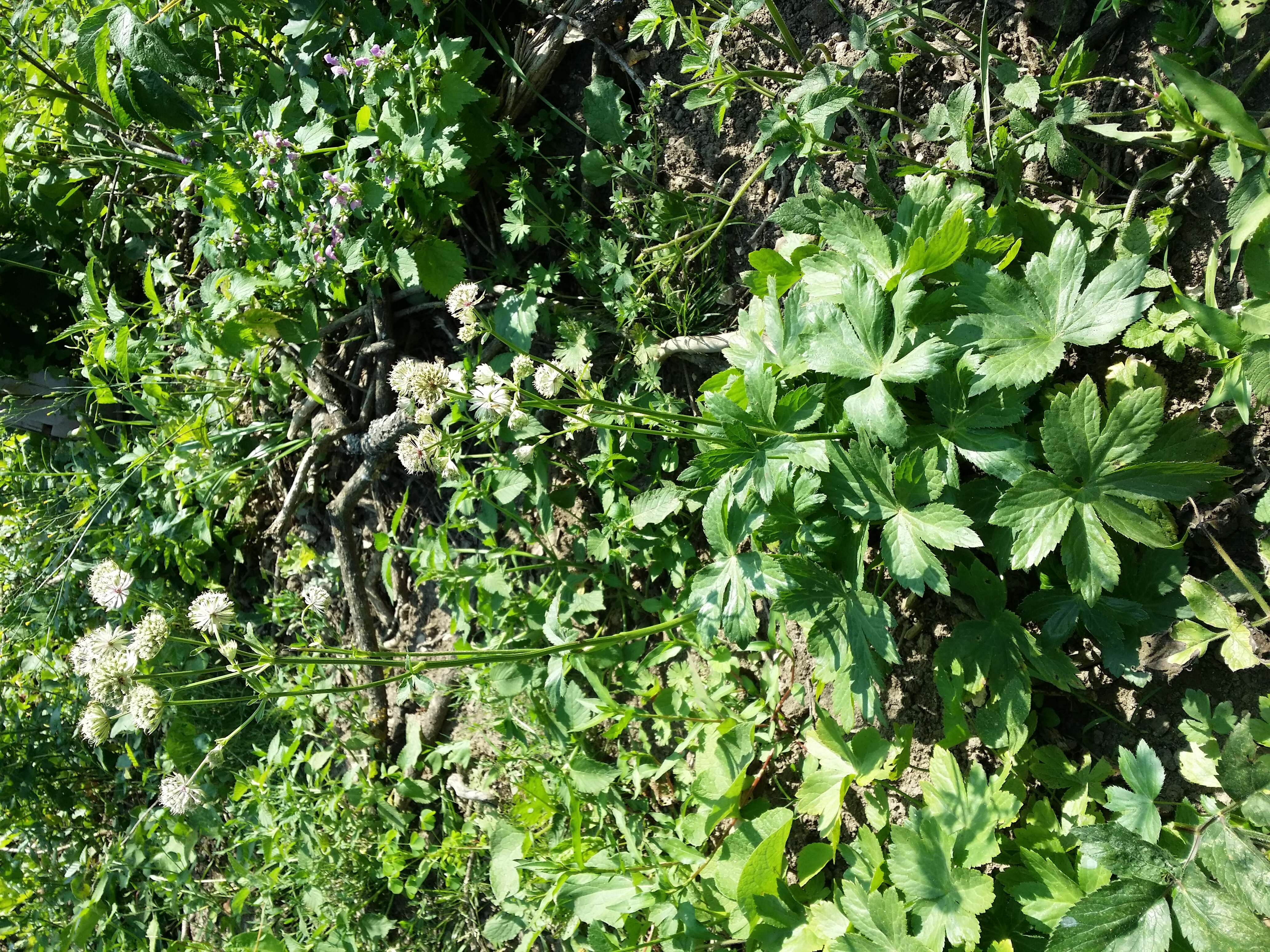 Imagem de Astrantia major L.