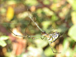 Image of Silver orb spider