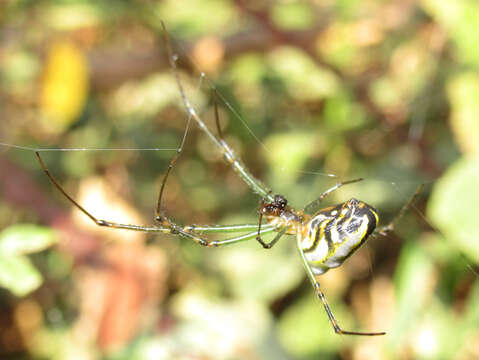 Image of Leucauge dromedaria (Thorell 1881)