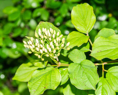 Imagem de Cornus sanguinea L.