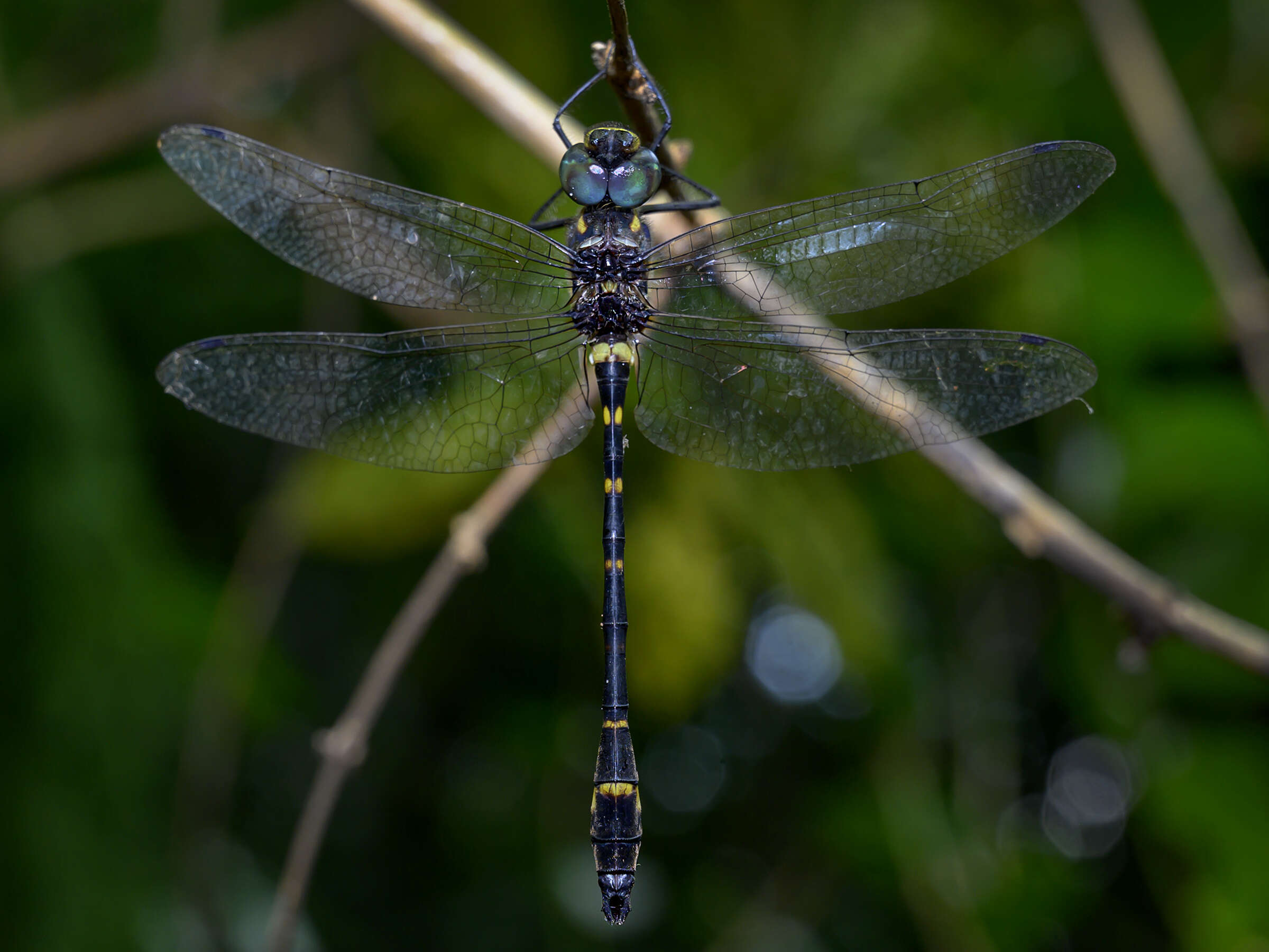 Image of Macromia cingulata Rambur 1842