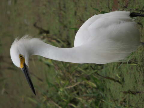 Image of Snowy Egret